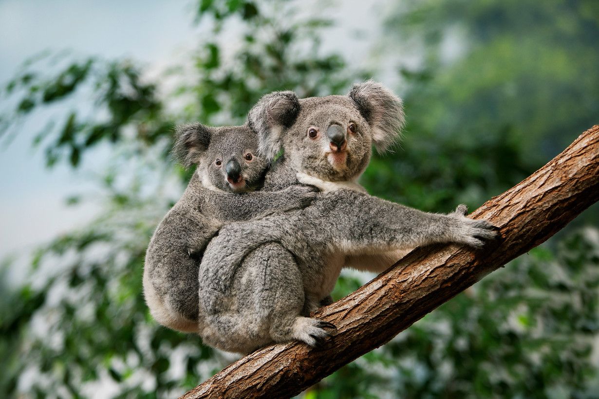 Koala  et compagnie ! - Voir, découvrir, connaitre et partager