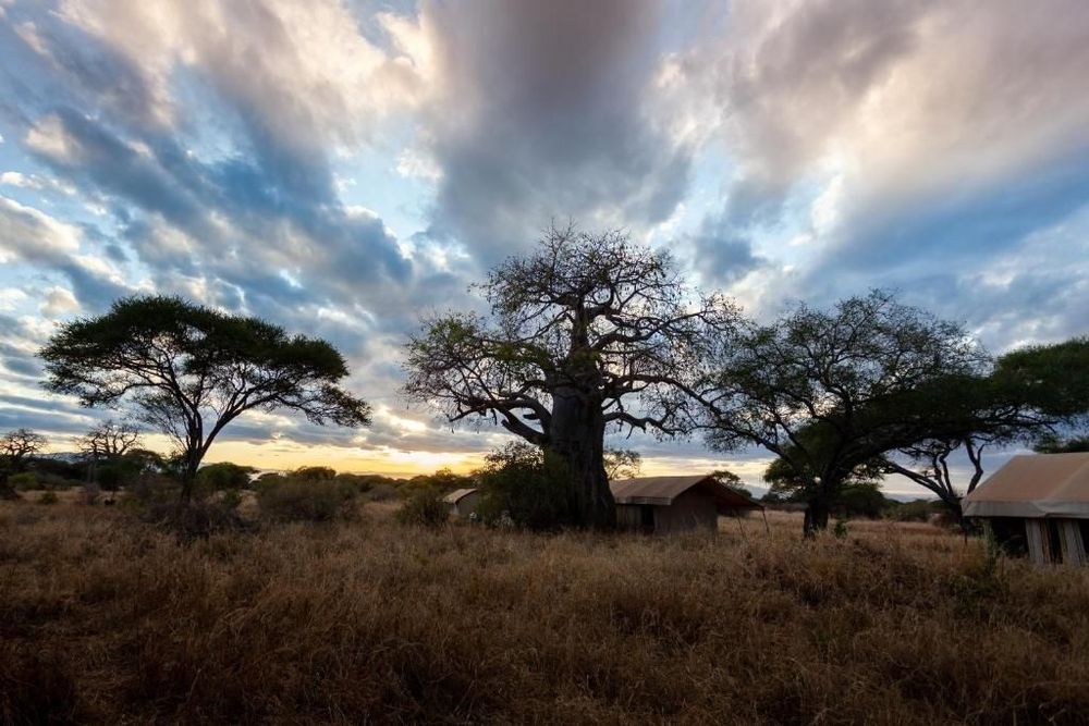 Campamento de tiendas Baobab