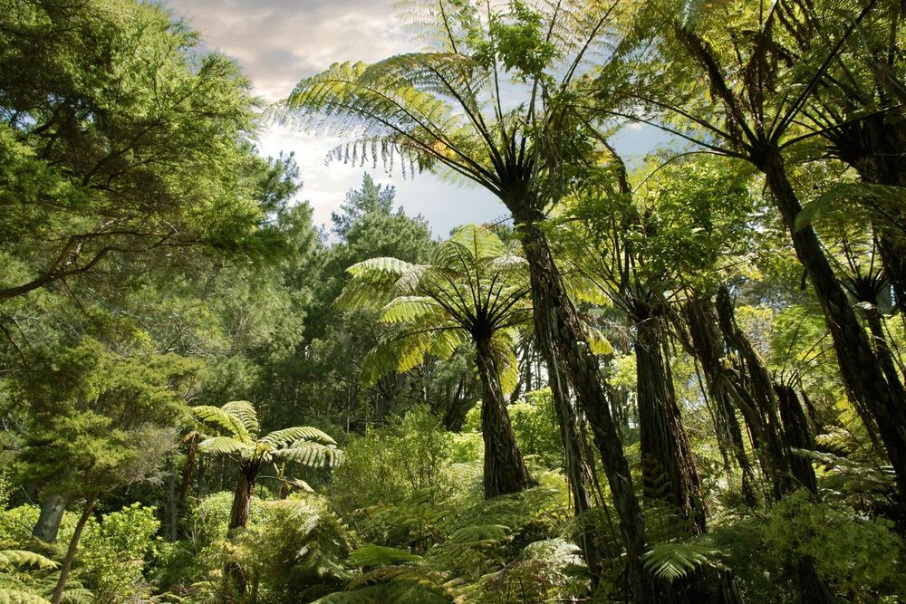 Réservez votre aventure en quad dans la forêt tropicale de Nouvelle-Zélande !