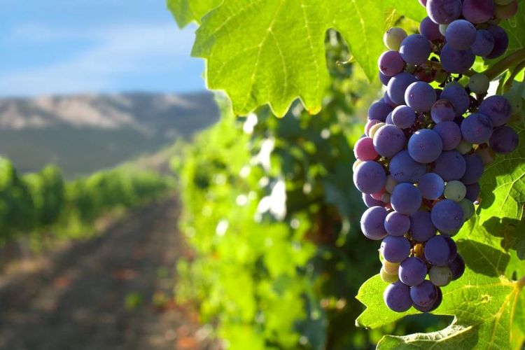 Il vino corso è il patrimonio di un know-how che risale all'antichità