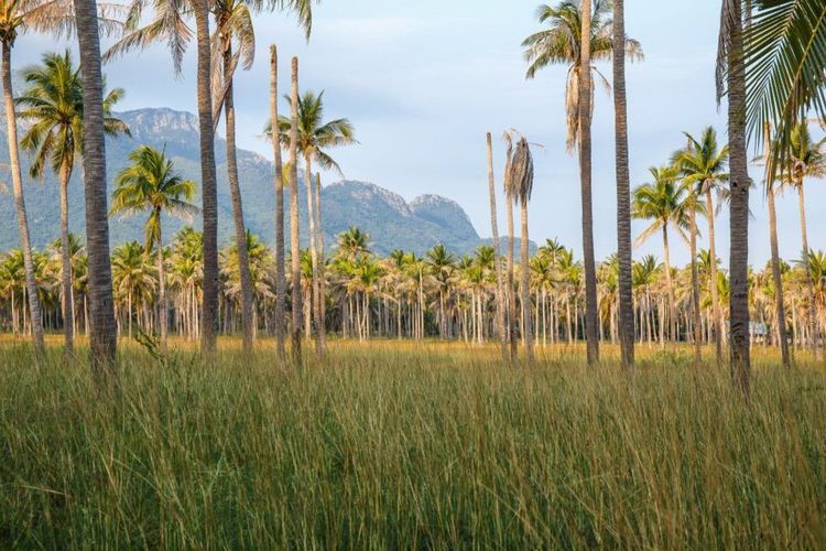 Champ de cocotiers à Saint-Martin - © photonewman/123RF
