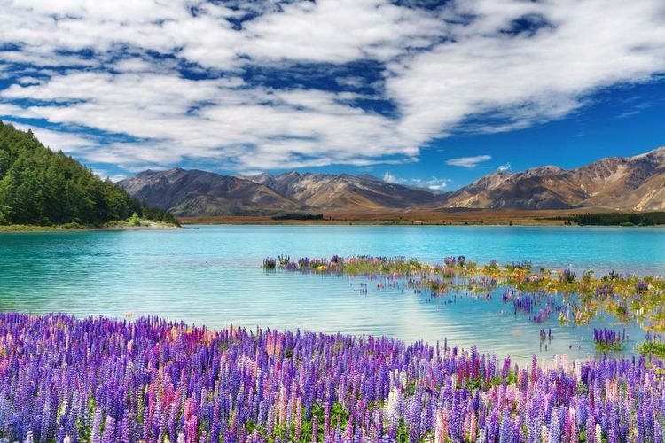 Lake Tekapo, Nouvelle-Zélande © muha/123RF