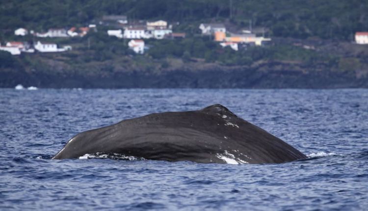 Une baleine au large des côtes portugaises © henner/123RF