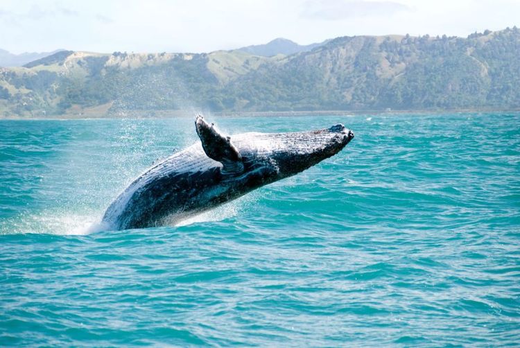 Une baleine au large des côtes hawaïennes © konart/123RF
