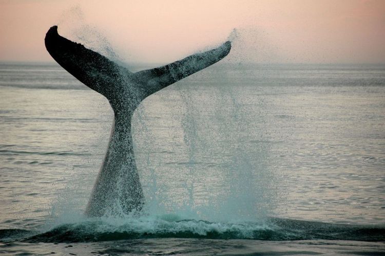 La queue d'une baleine en pleine mer © pumucl/123RF