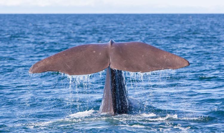 La queue d'une baleine © michaklootwijk/123RF
