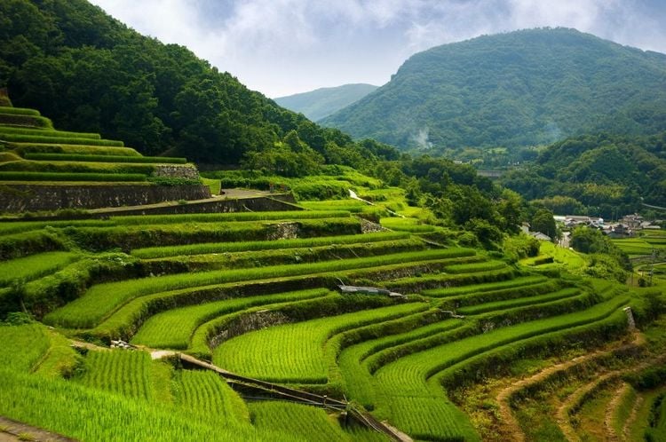 Rizières en terrasse à flanc de colline au Japon © PaylessImages /123rf