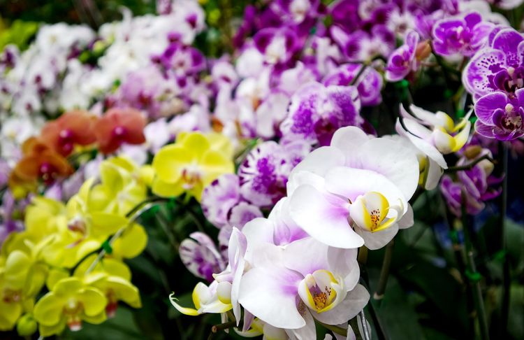 Les orchidées s'invitent aux réjouissances via leur propre festival