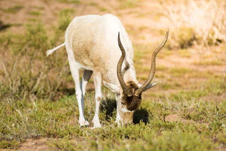 Antilope blanche ou antilope à cornes vissées au parc national de Souss-Massa