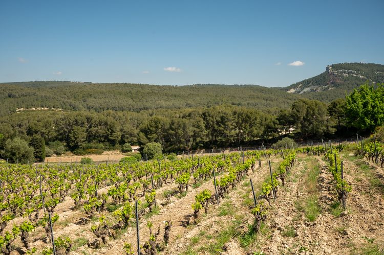 La région viticole de Cassis