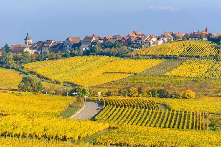 La route des vins d'Alsace - © Simon Dannhauer/123RF