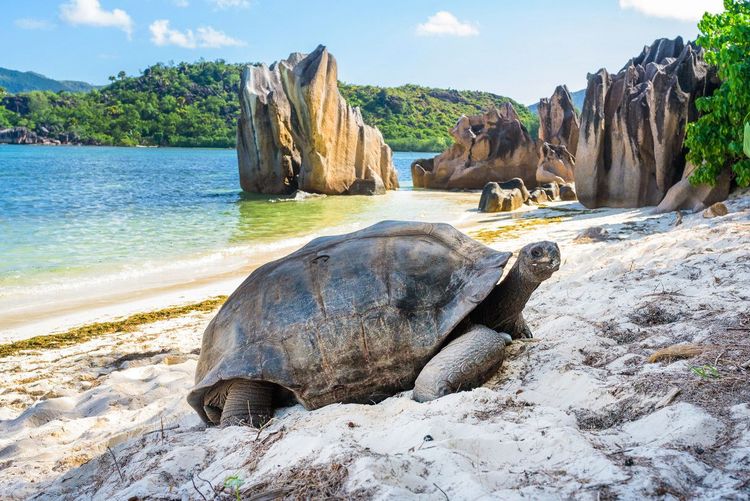 Une des tortues géantes de l'île Curieuse