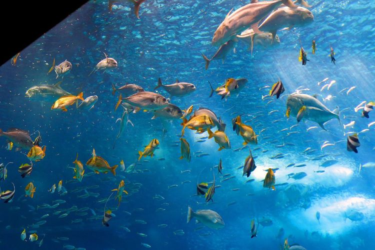 Visit the Oceanarium: one of the finest in Europe