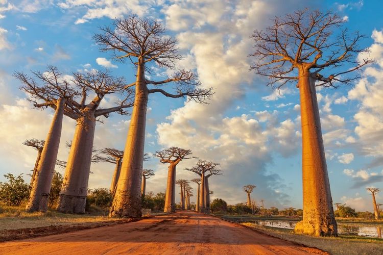 Avenue des Baobabs à Madagascar