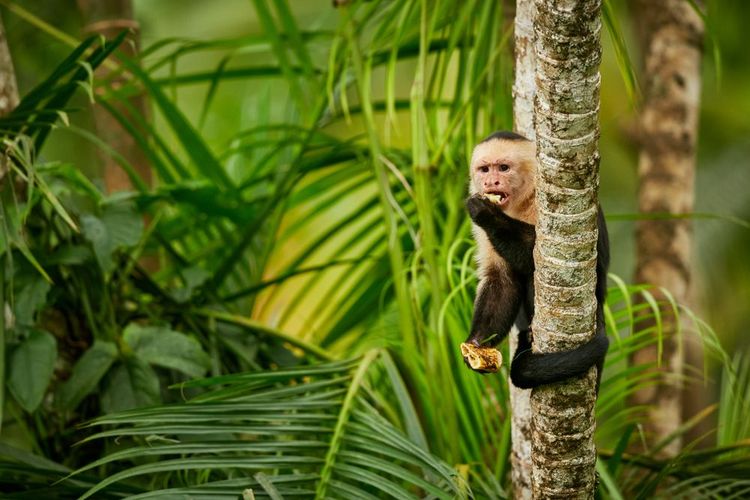 Capuchin à tête blanche au Costa Rica