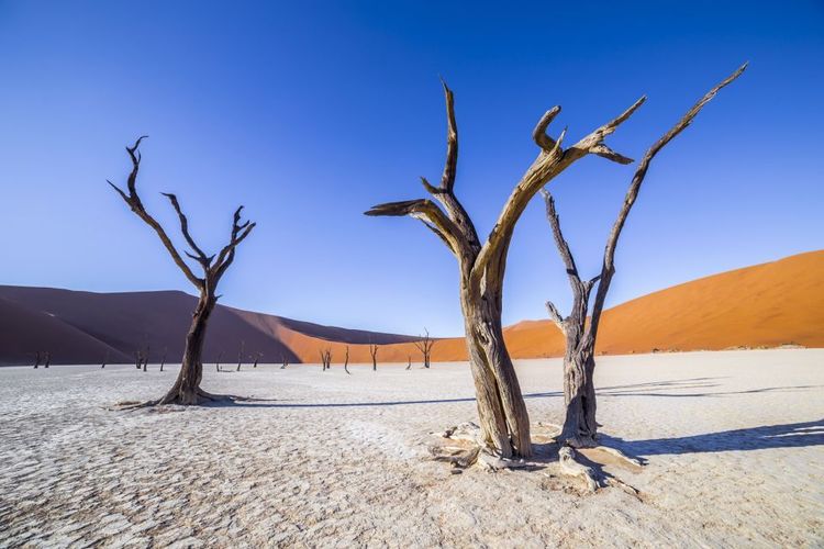 Deadvlei, Namibie