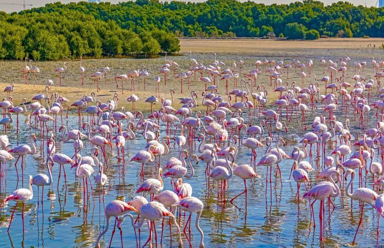 Flamingos nur wenige Kilometer von der Innenstadt Dubais entfernt