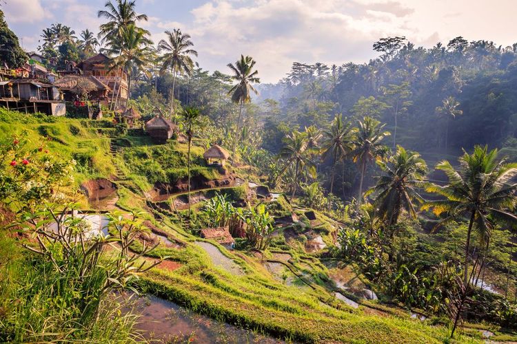 Des rizières spectaculaires entre jungle et montagne près d'Ubud à Bali