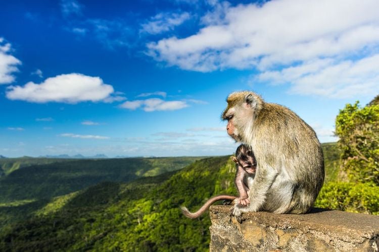 Monkeys in the heights of the National Park, Mauritius