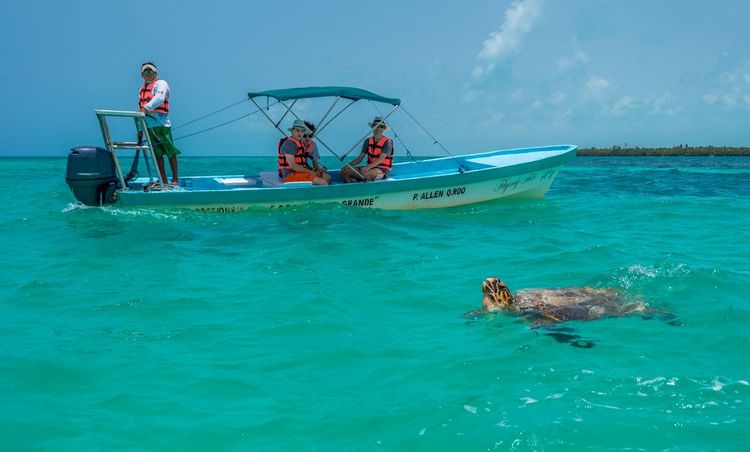 Des touristes en train d'observer une tortue imbriquée dans la biosphère de Sian Ka'an, Mexique