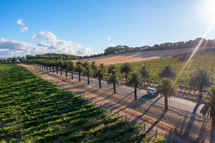 Domaine viticole dans la région de Barossa Valley