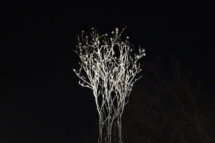 Un arbre - la forêt , par Eric Fonteneau
