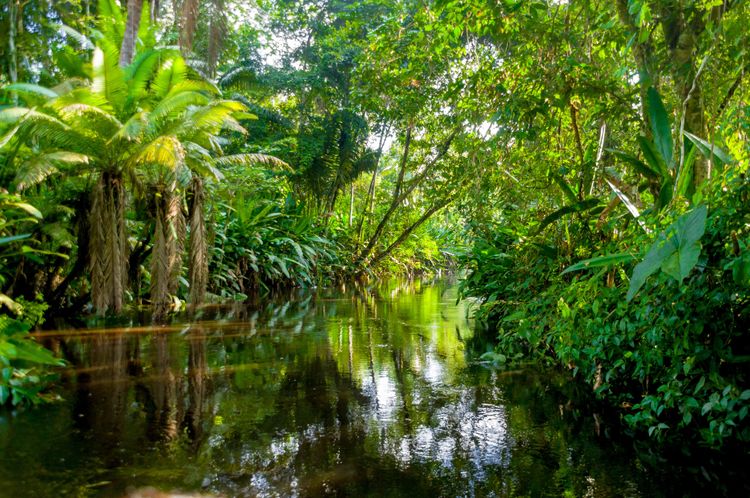 La jungle de la forêt amazonienne en Equateur