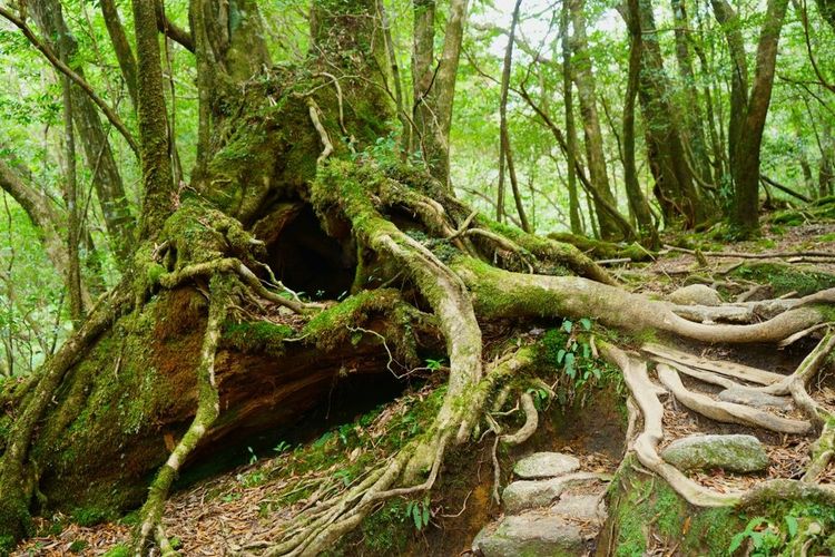 Forêt de Yaku-shima au Japon