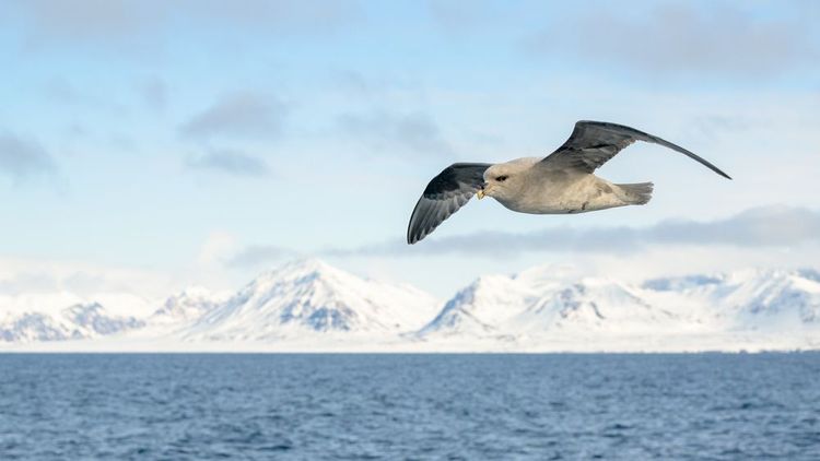 Fulmar boréal en vol