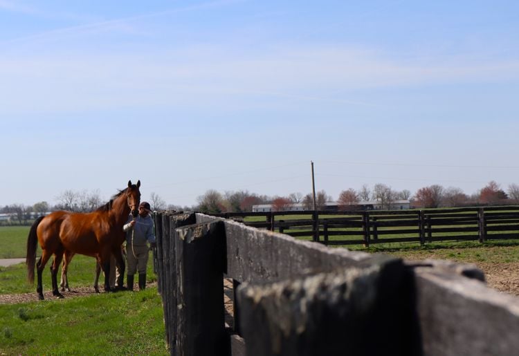 Un des chevaux d'élevage de la ferme Spendthrift