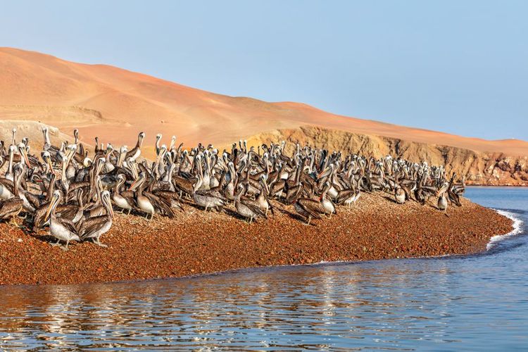 Un gran numero di pellicani su una delle isole Ballestas