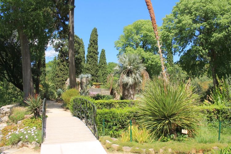 Une des allées du jardin des plantes de Montpellier