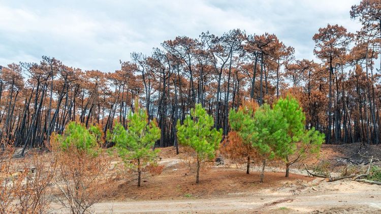 La forêt de Chiberta, Anglet