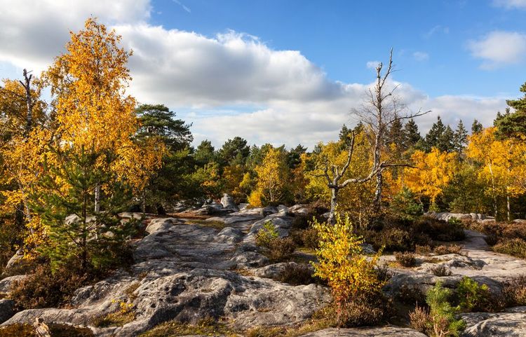 La forêt de Fontainebleau près de Paris