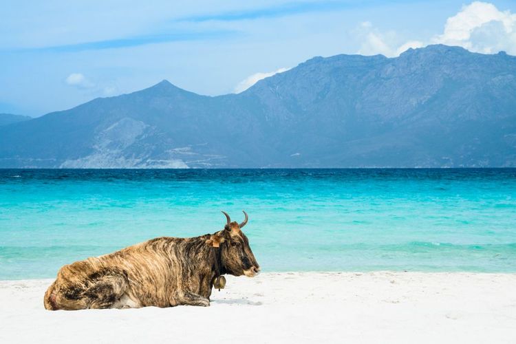 La plage du Lodo dans le désert des Agriates en Corse, France