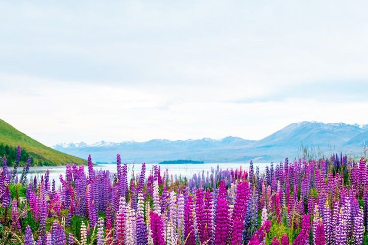 Lac Tekapo, Nouvelle Zélande