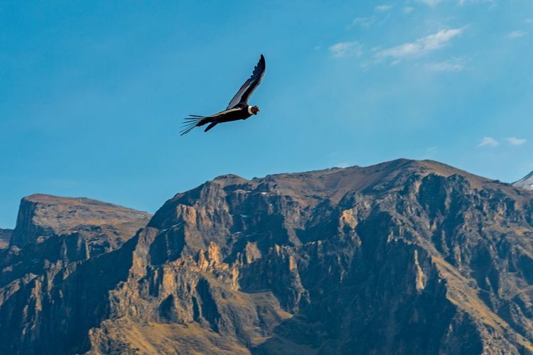 Le Condor andin dans le canyon de Colca