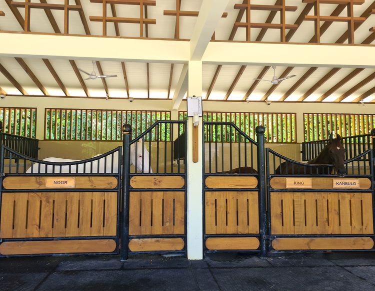 Le haras du Siyam World