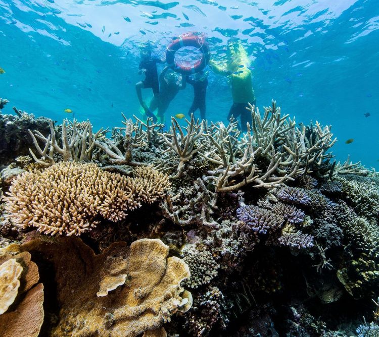 Les coraux de la Grande Barrière de Corail © Tourism Australia