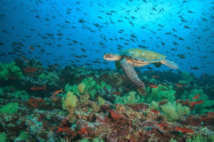 Les fonds marin de l'archipel des Galapagos, Equateur