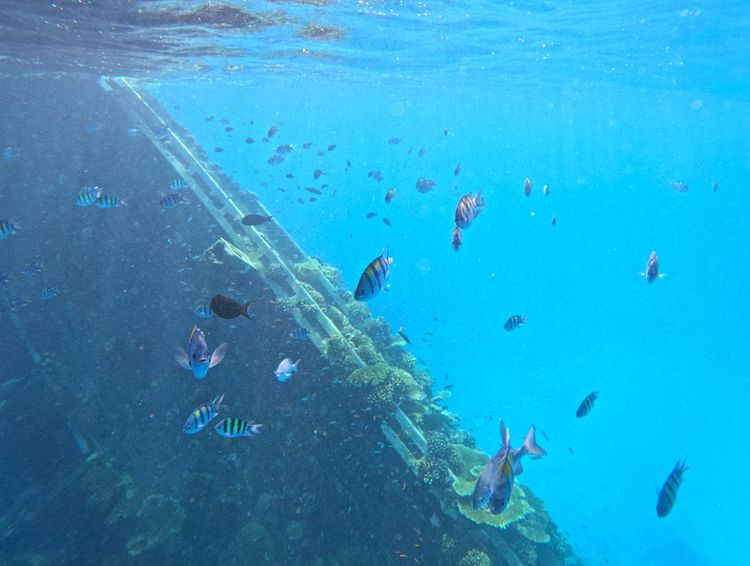 Les poissons autour de l'épave de bateau dans l'océan Indien