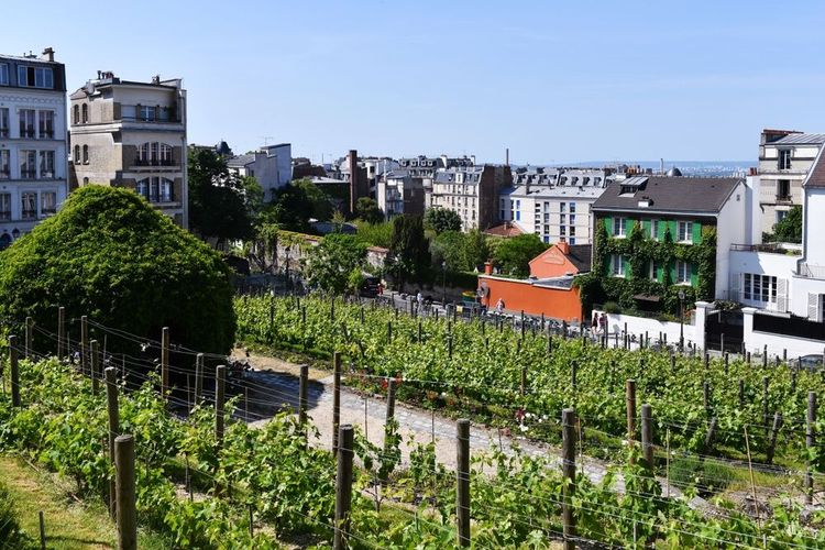 Les vignobles de Montmartre à Paris, France