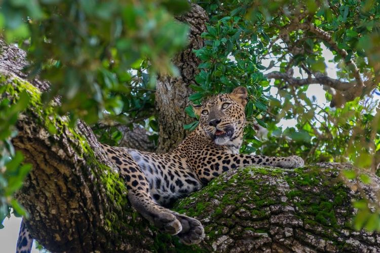 Moment de détente pour ce léopard aux parc Yala, Sri Lanka