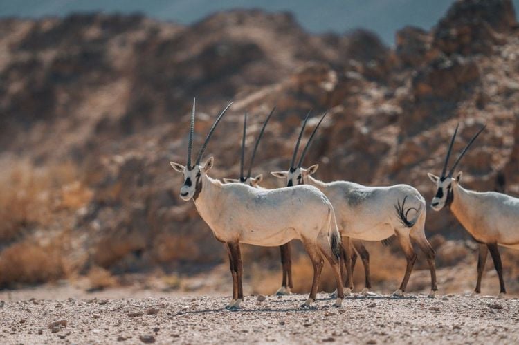 Il faut ouvrir les yeux pour observer les oryxs ! © Saudi Tourism Authority