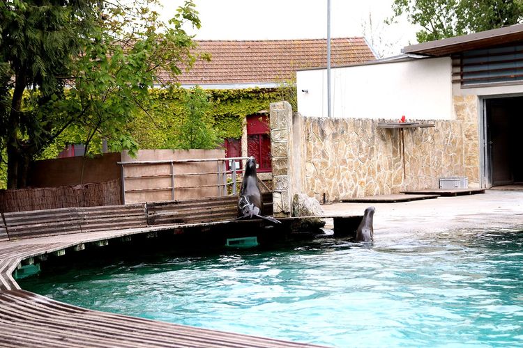Otaries dans le zoo d'Amiens