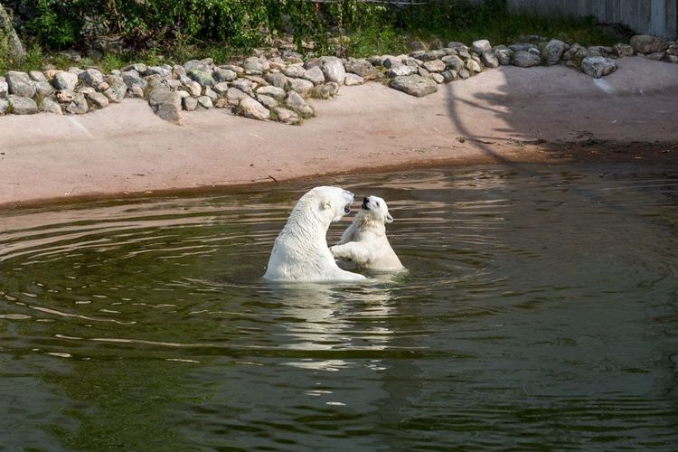 Ours polaires dans le zoo de Ranua