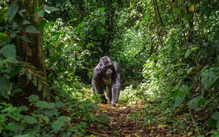 Parc national du Virunga en République démocratique du Congo