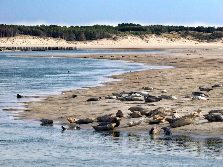 Phoques de la Baie d'Authie dans la Somme