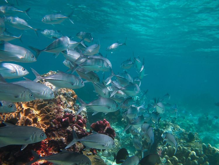 Plongée dans les eaux de Sipadan