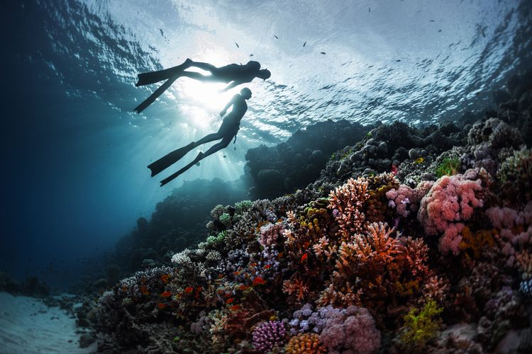 Plongeurs nageant dans l'eau de la Mer Rouge